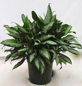 Aglaonema Jubilee in a 10 inch pot