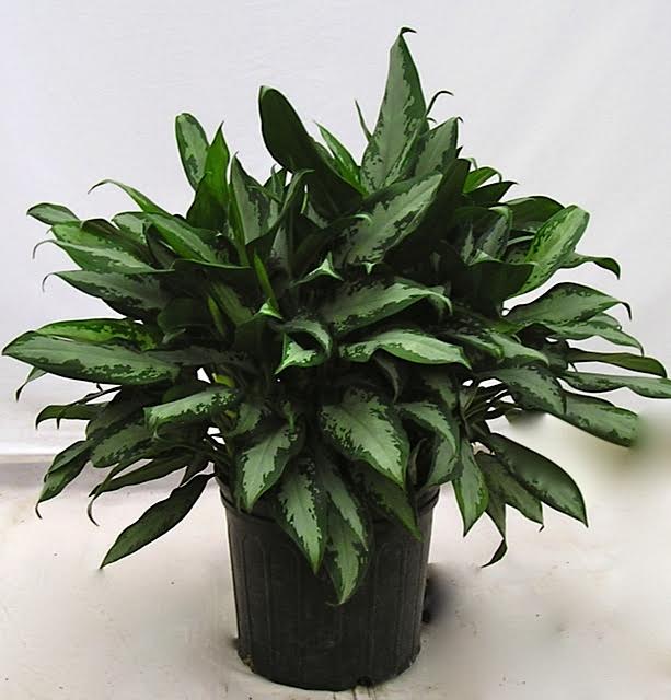 Aglaonema Jubilee in a 10 inch pot