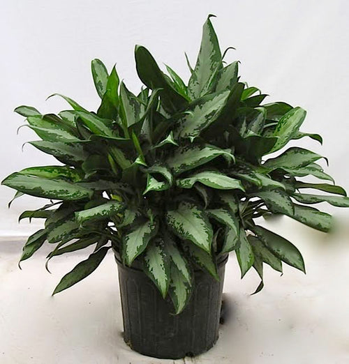 Aglaonema Jubilee in a 10 inch pot