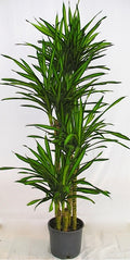 Dracaena Gold Star in a 10 inch pot