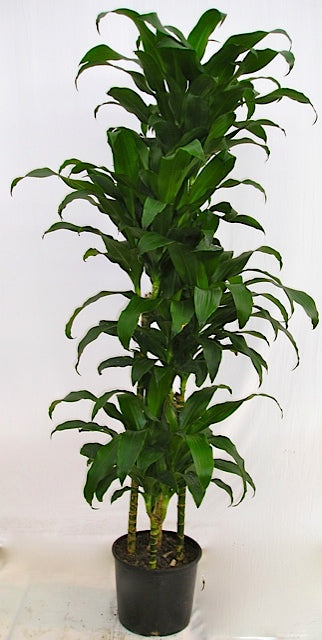 Dracaena Hawaii Girl cutback in a 10 inch pot