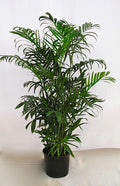 Bamboo Palm, Chamaedorea seifrizii, in a 10 inch pot