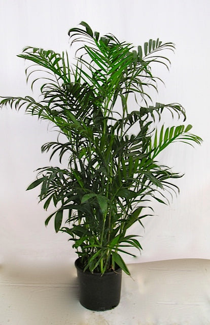 Bamboo Palm, Chamaedorea seifrizii, in a 10 inch pot