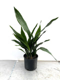 Cast Iron Plant in a 10 inch pot