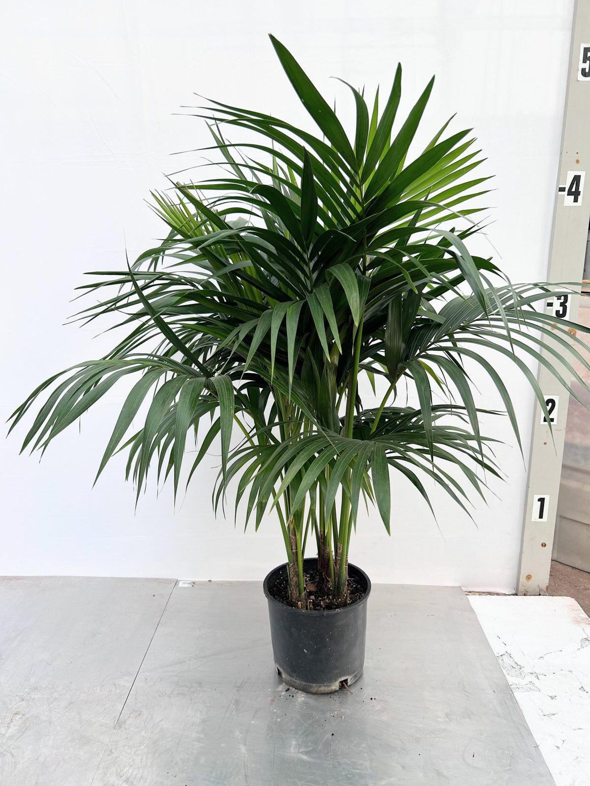 Kentia Palm in a 10 inch pot