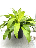 Dracaena Limelight in a 10 inch pot