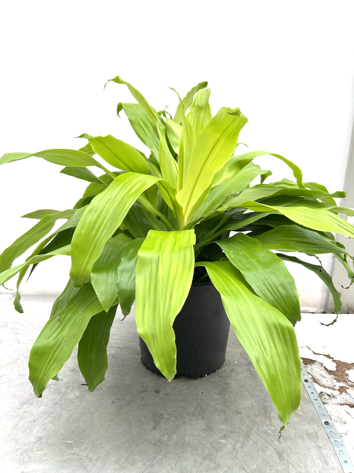 Dracaena Limelight in a 10 inch pot
