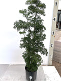Ming Aralia in a 10 inch pot