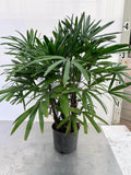 Lady Palm, Rhapis excelsa, in a 10 inch pot