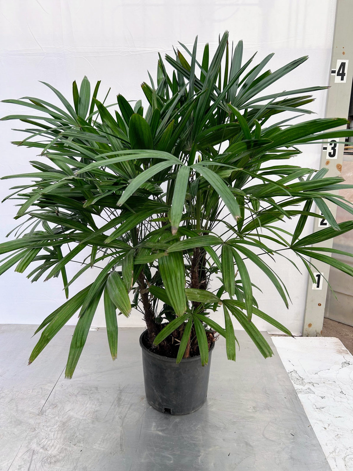 Lady Palm, Rhapis excelsa, in a 10 inch pot