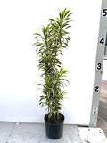 Song of India, Dracaena reflexa, in a 10 inch pot