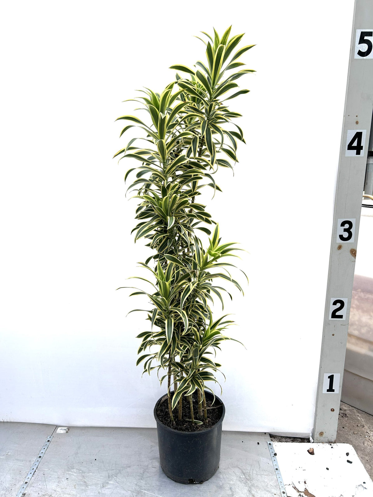 Song of India, Dracaena reflexa, in a 10 inch pot