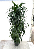 Dracaena Janet Craig
