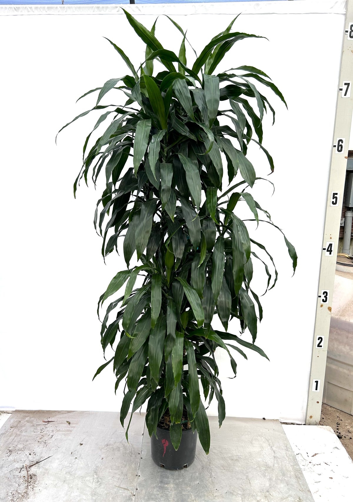 Dracaena Janet Craig