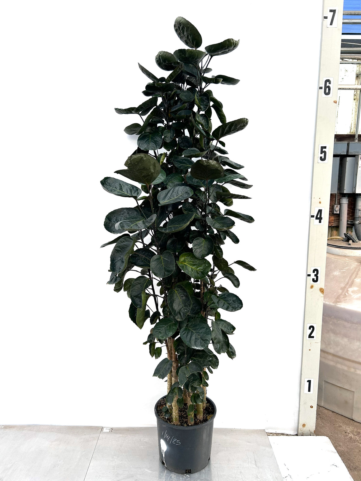 Aralia Fabian, one of the sculptural houseplants at IS/BE Outpost in Carlsbad Village