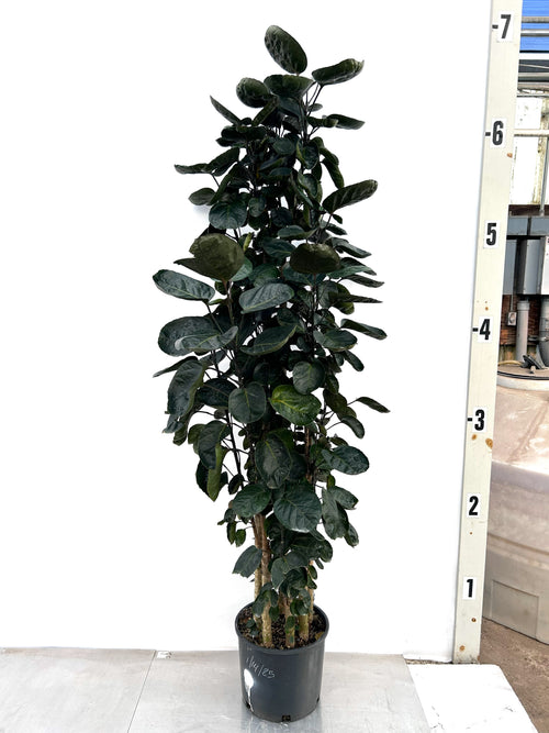 Aralia Fabian cutback