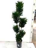 Dracaena Janet Craig Compacta