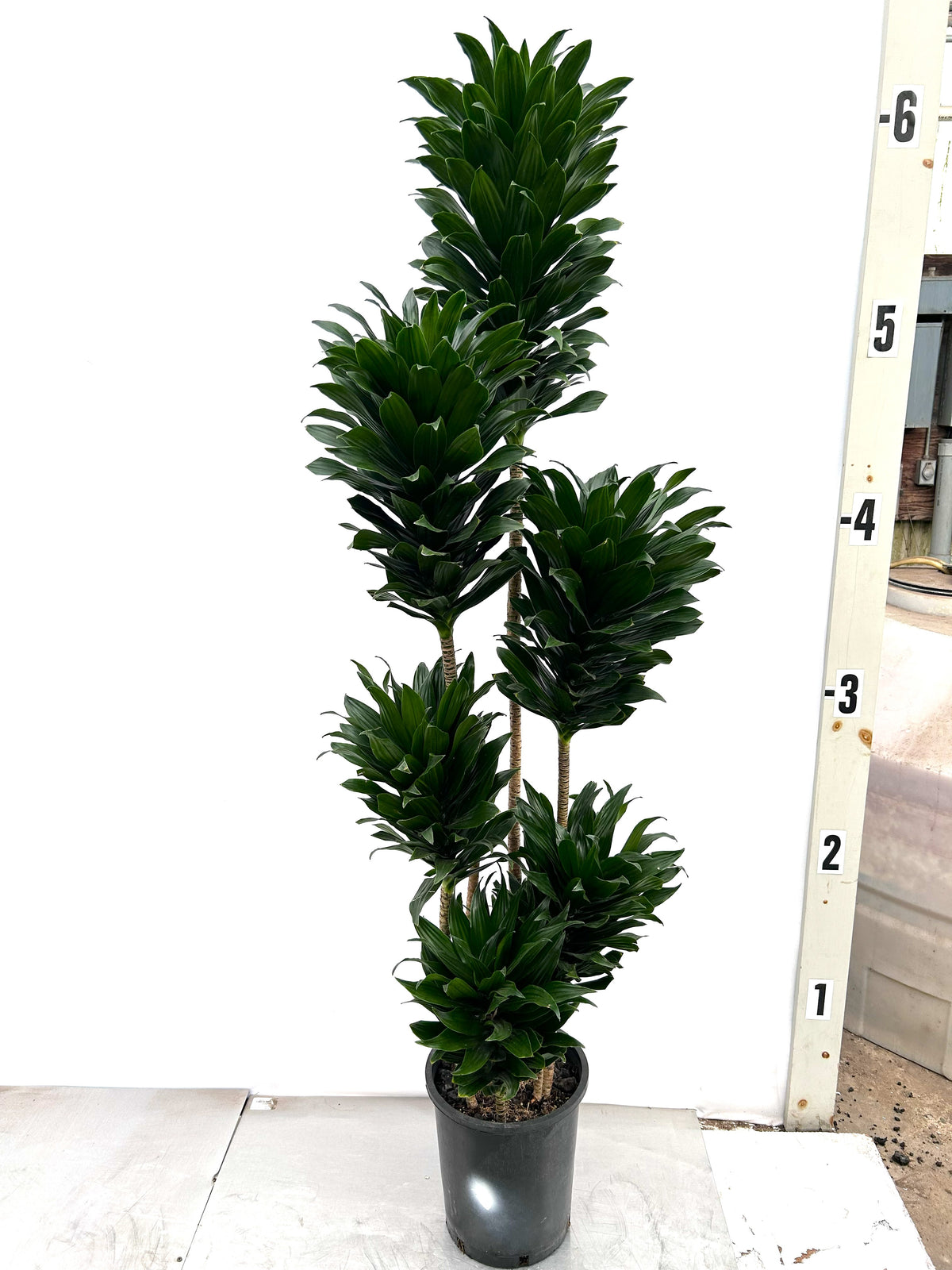 Dracaena Janet Craig Compacta