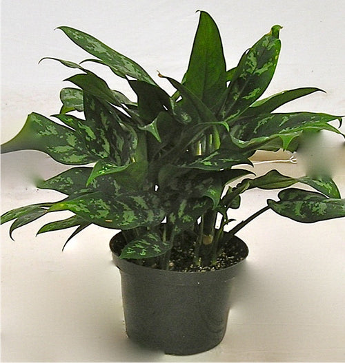 Aglaonema Emerald Beauty in a 6 inch pot