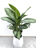 Aglaonema Silver Bay, a low-light air-cleaning houseplant at IS/BE Outpost