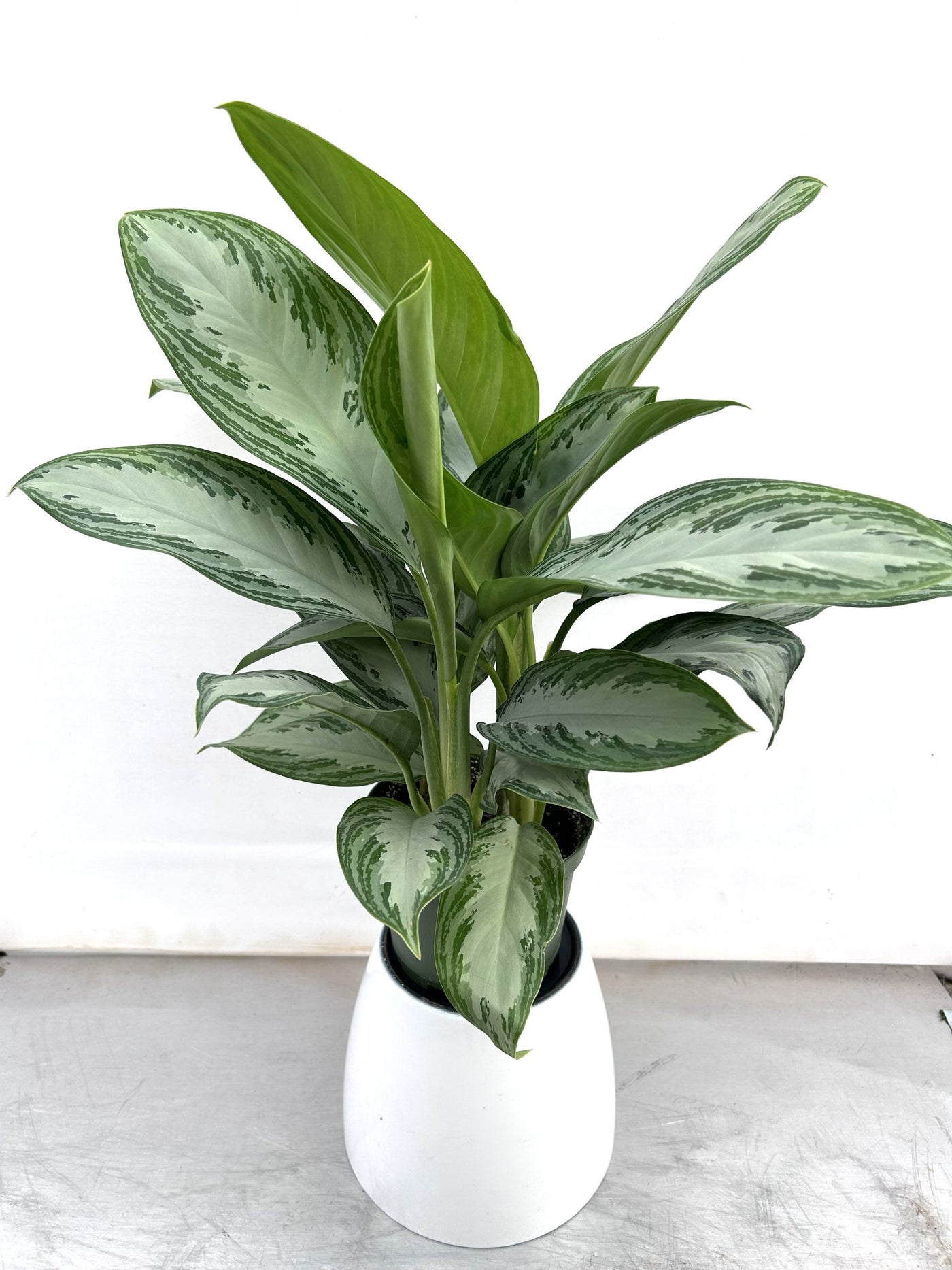 Aglaonema 'Silver Bay', 10″