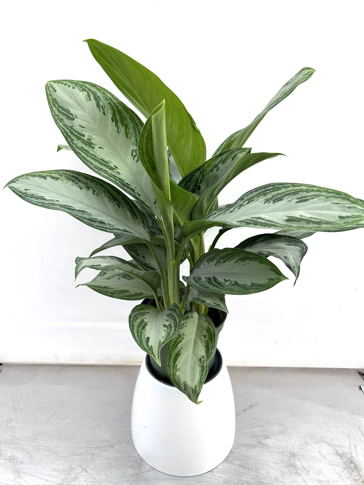 Aglaonema Silver Bay, a low-light air-cleaning houseplant at IS/BE Outpost
