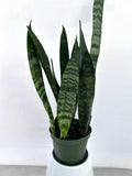 Snake Plant Black Coral in a 6 inch pot