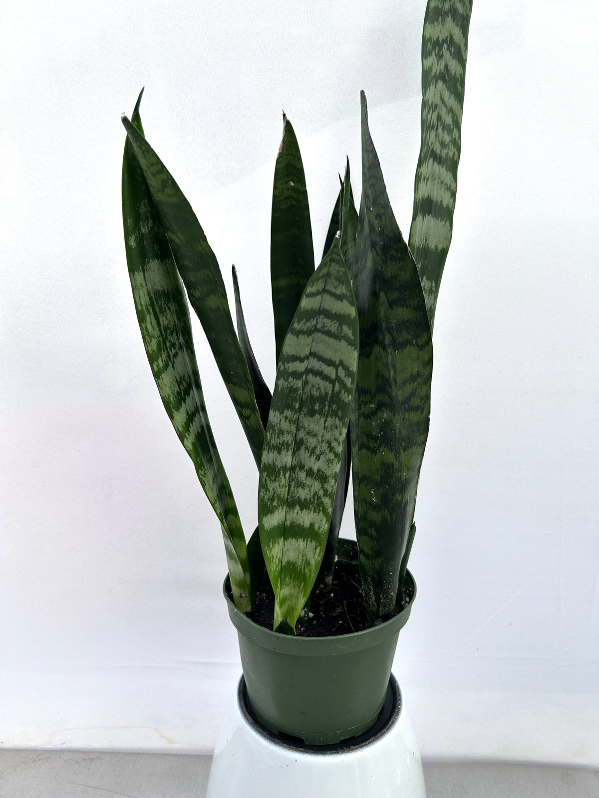Snake Plant Black Coral in a 6 inch pot