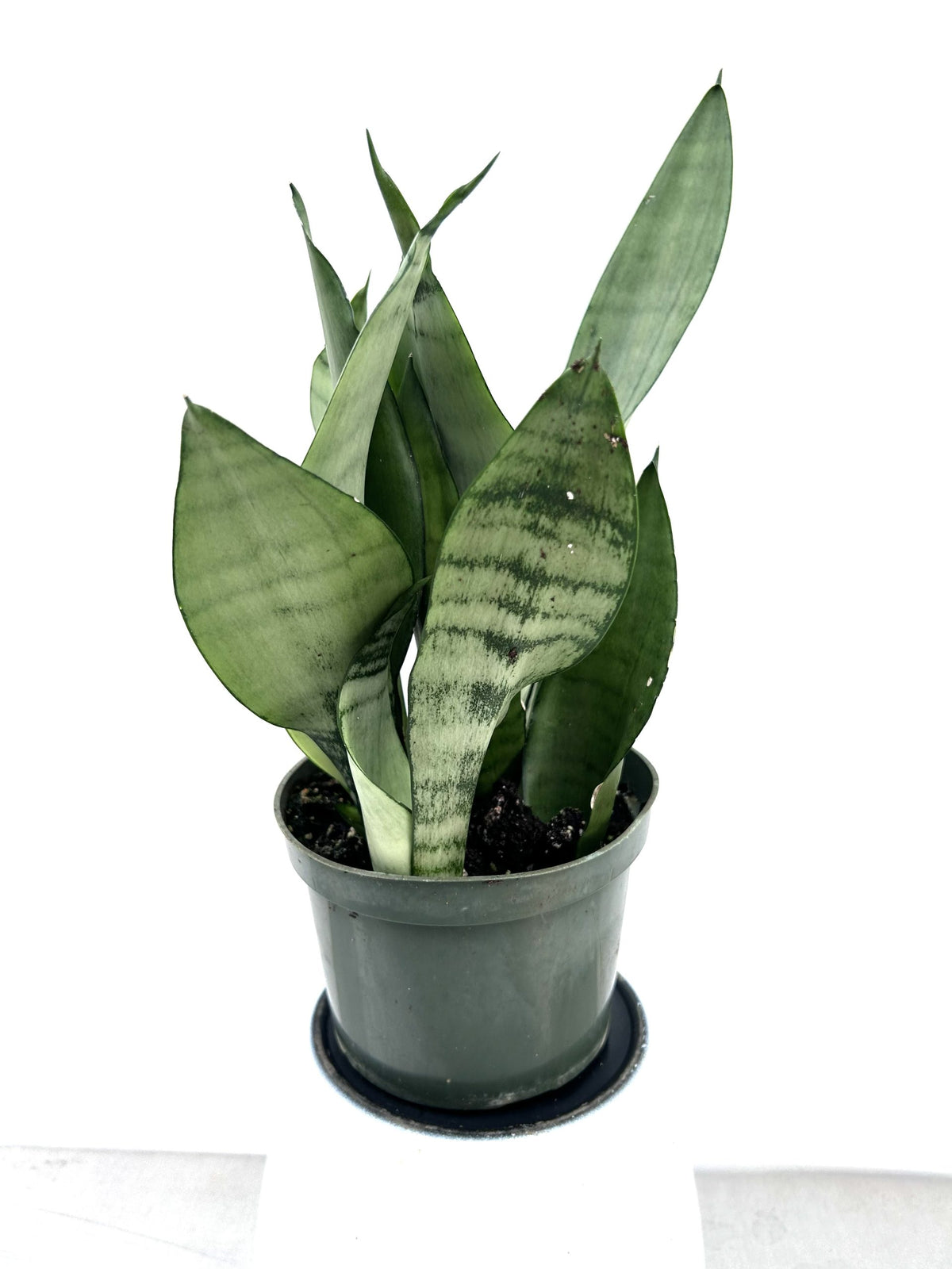 Snake Plant Moonshine in a 6 inch pot