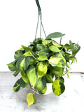 Philodendron Brasil in a 6 inch pot