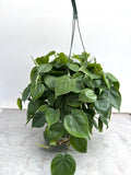 Heartleaf Philodendron in a 6 inch pot