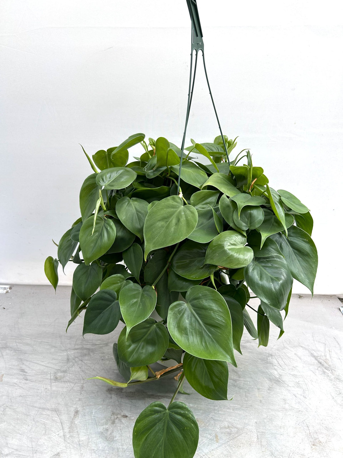 Heartleaf Philodendron in a 6 inch pot
