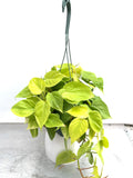 Philodendron Neon in a 6 inch pot