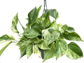 Marble Queen Pothos in a 6 inch pot