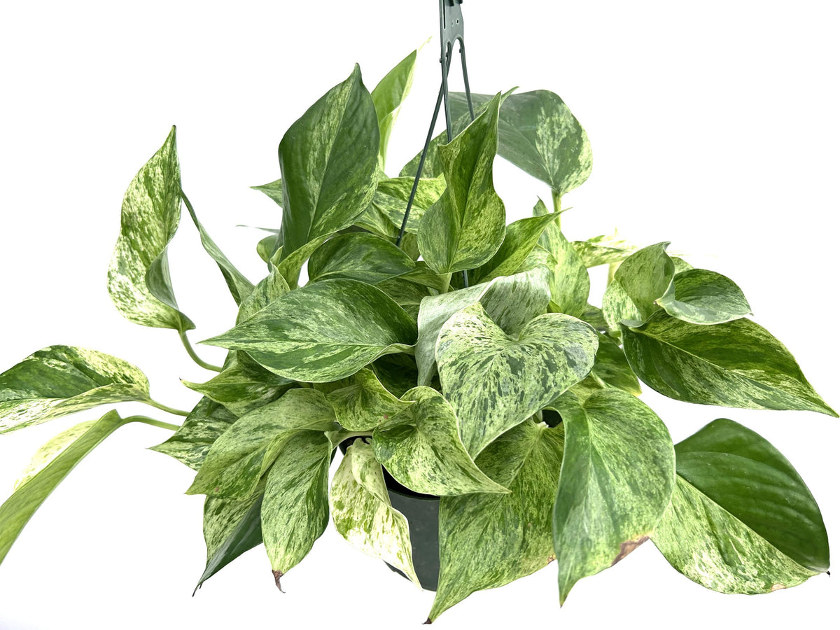 Marble Queen Pothos in a 6 inch pot