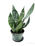 Snake Plant Robusta in a 6 inch pot