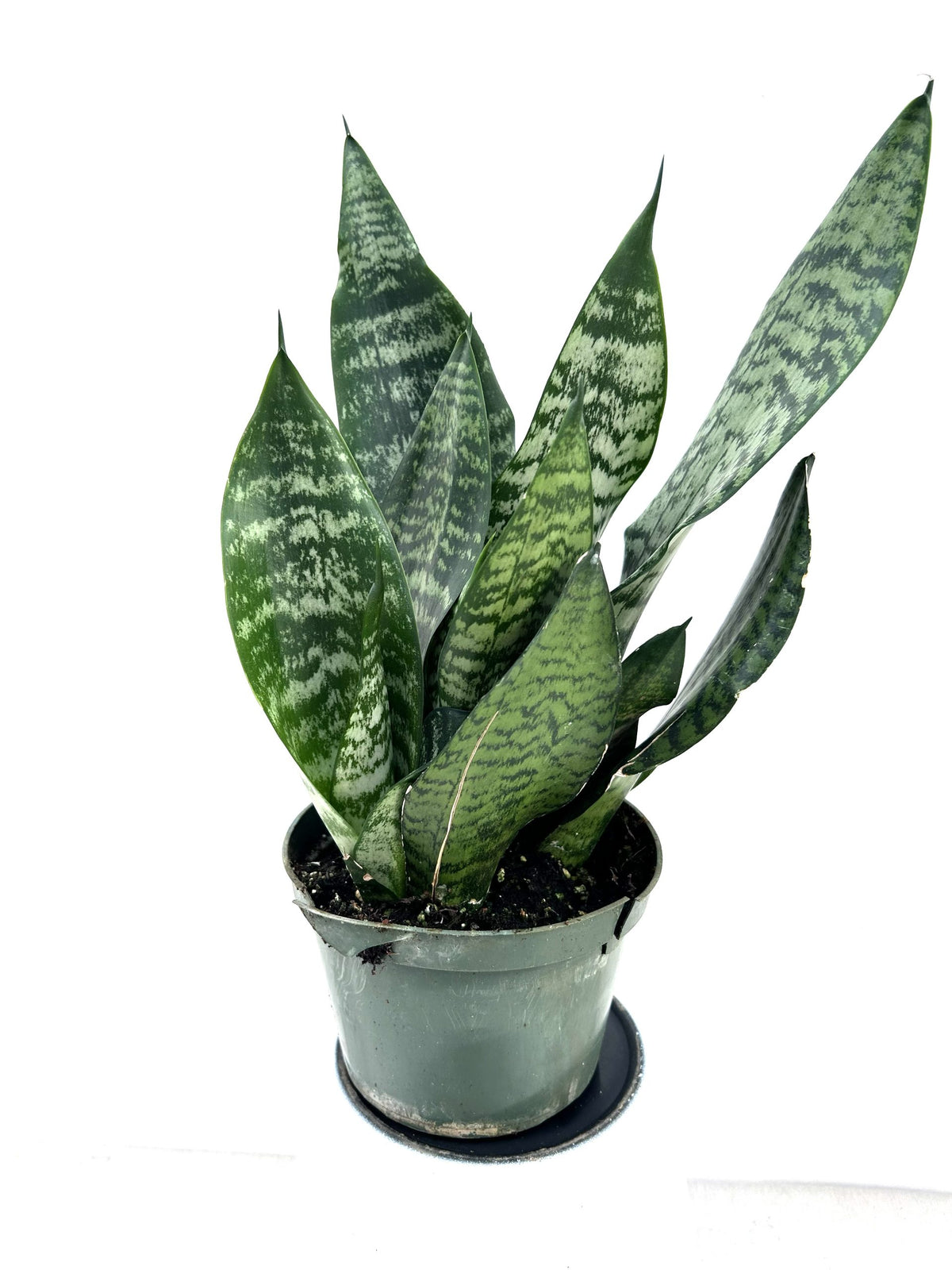 Snake Plant Robusta in a 6 inch pot