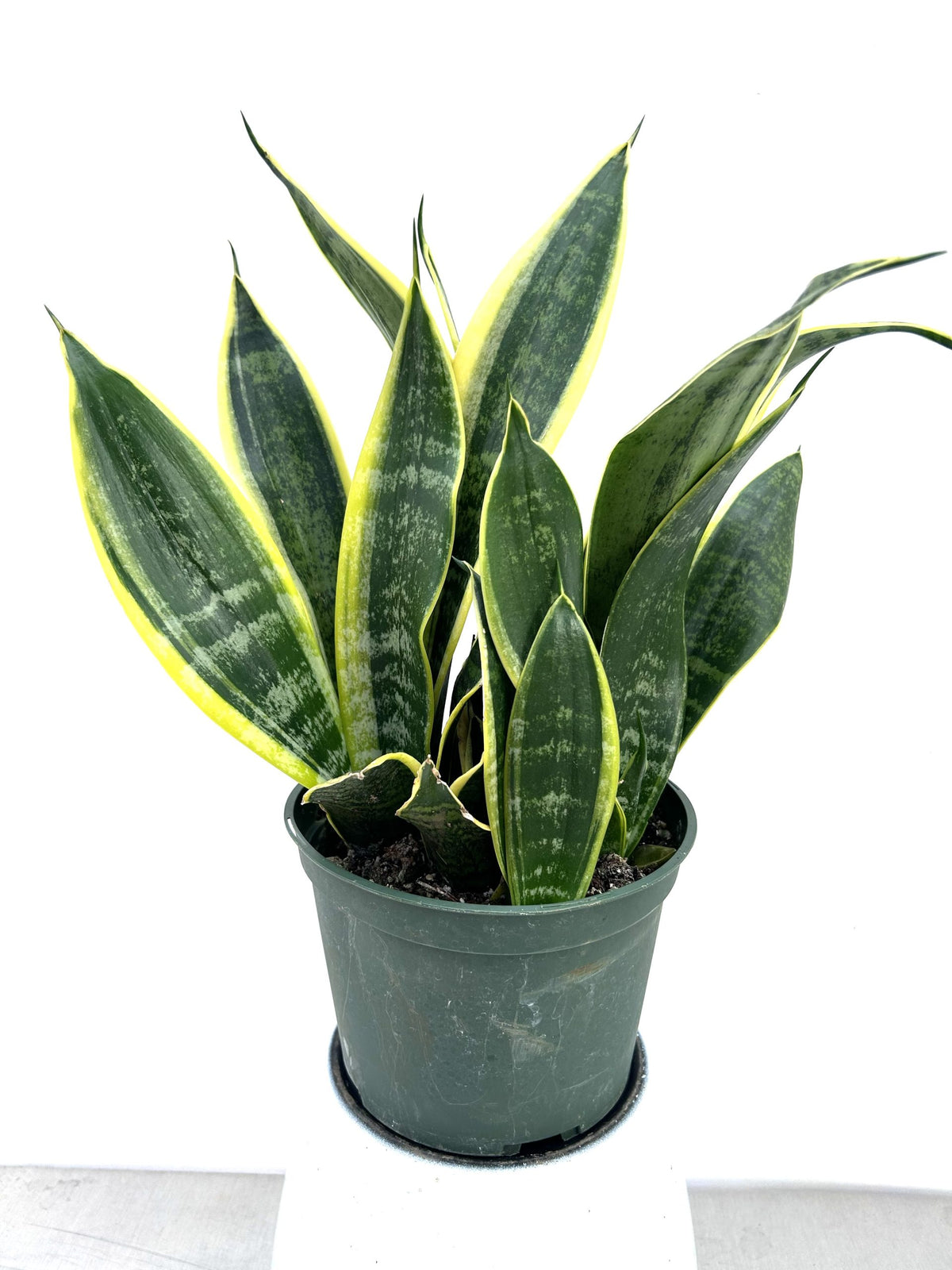 Snake Plant Superba in a 6 inch pot