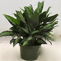 Aglaonema Jubilee in an 8 inch pot
