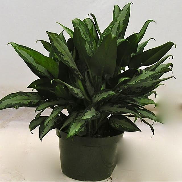 Aglaonema Jubilee in an 8 inch pot