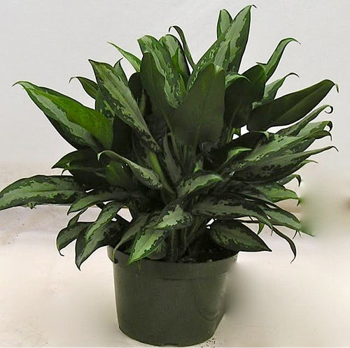Aglaonema Jubilee in an 8 inch pot