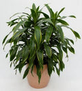 Dracaena Art in a 10 inch pot