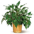 Philodendron Xanadu in a 10 inch pot