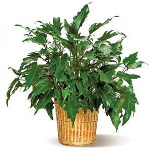 Philodendron Xanadu in a 10 inch pot