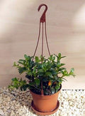 Goldfish Plant in a 6 inch pot