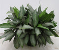 Aglaonema Silverado in a 10 inch pot