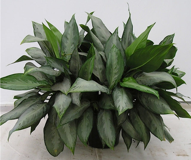 Aglaonema Silverado in a 10 inch pot
