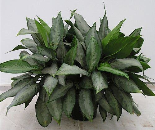 Aglaonema Silverado in a 10 inch pot