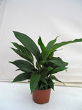 Peace Lily in a 6 inch pot