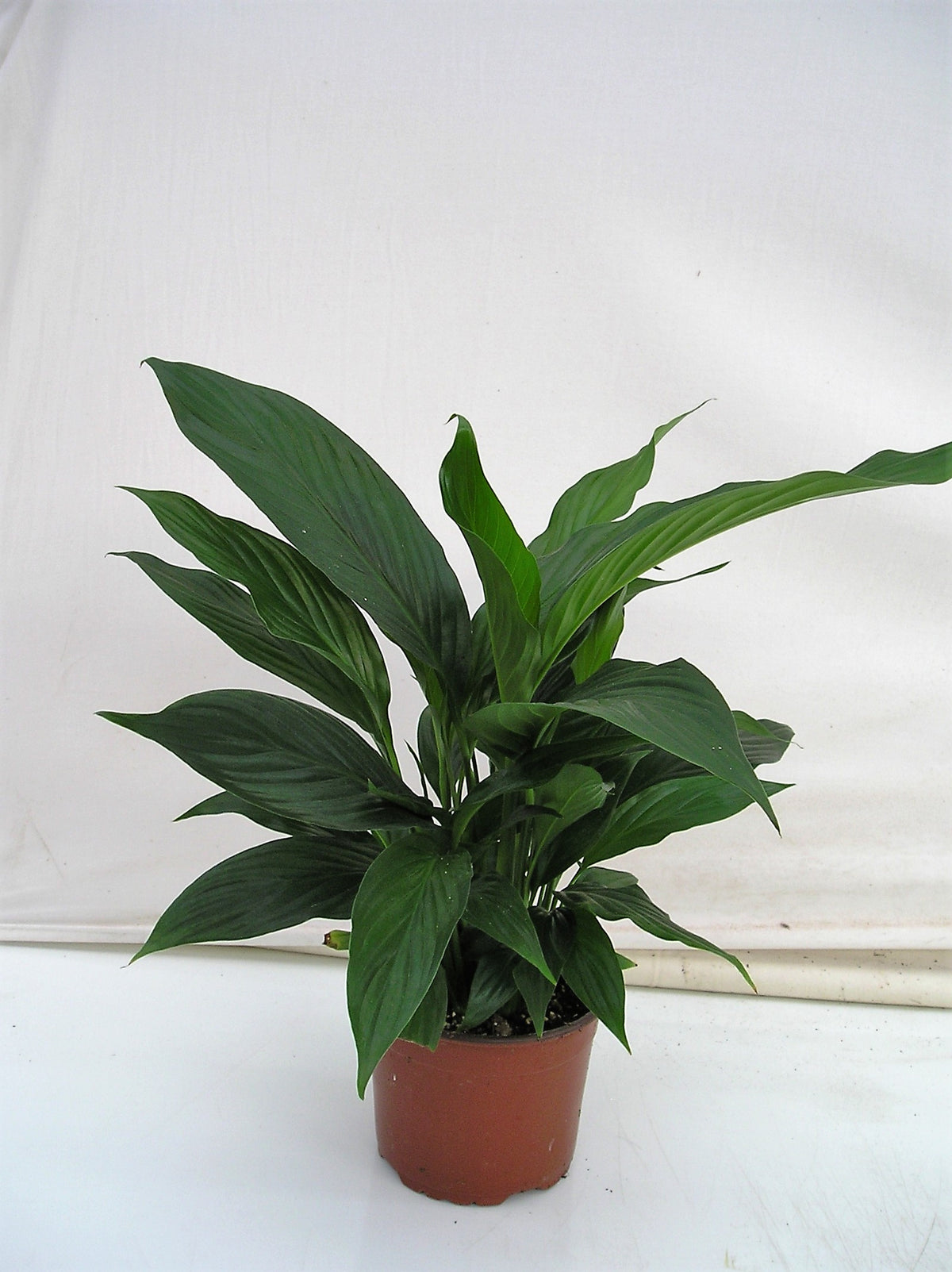 Peace Lily in a 6 inch pot